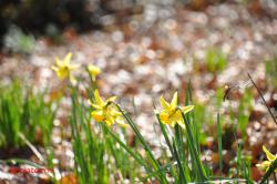 Narcissen.